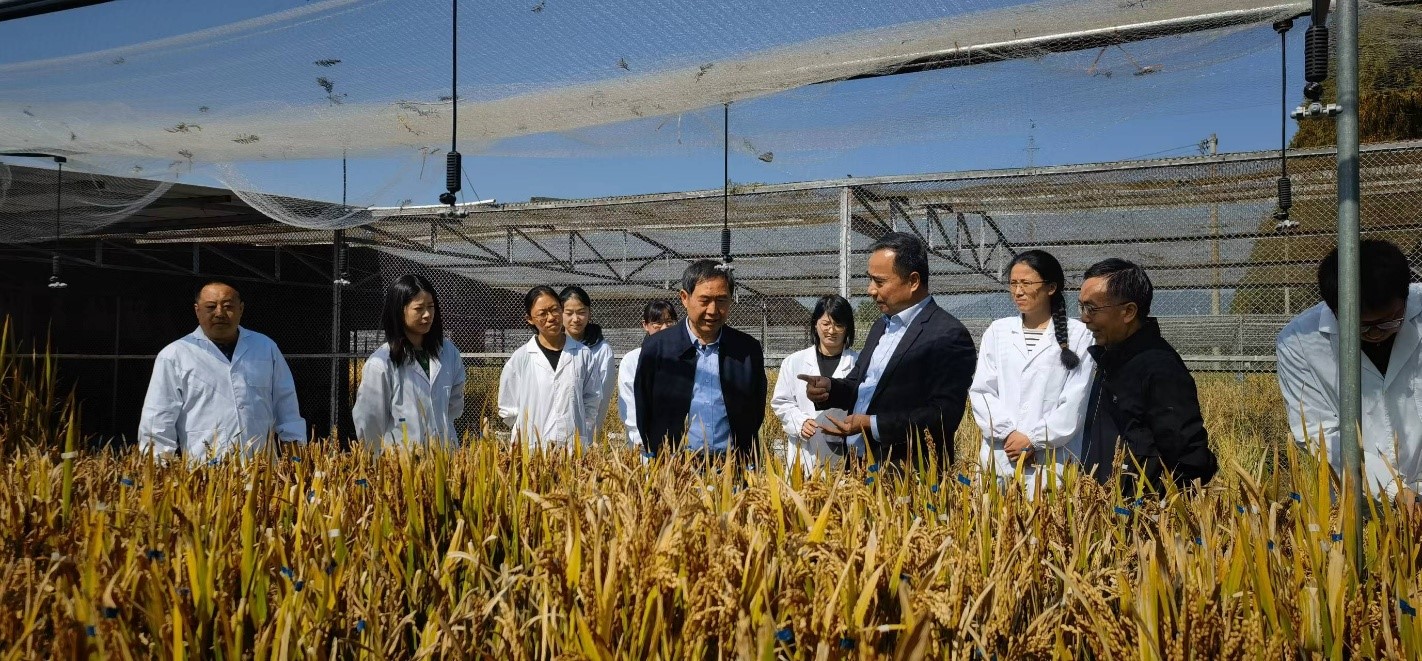 中国工程院康振生院士考察指导我院水稻病害抗性鉴定工作